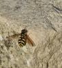 Chrysotoxum intermedium